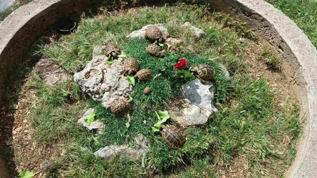 Agrotourism Galic Krka Hotel Drinovci Eksteriør billede